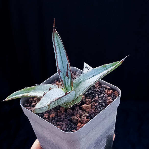 5-6cm Agave albomarginata