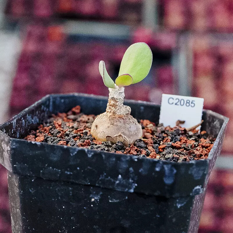 1.5-2CM Othonna intermedia