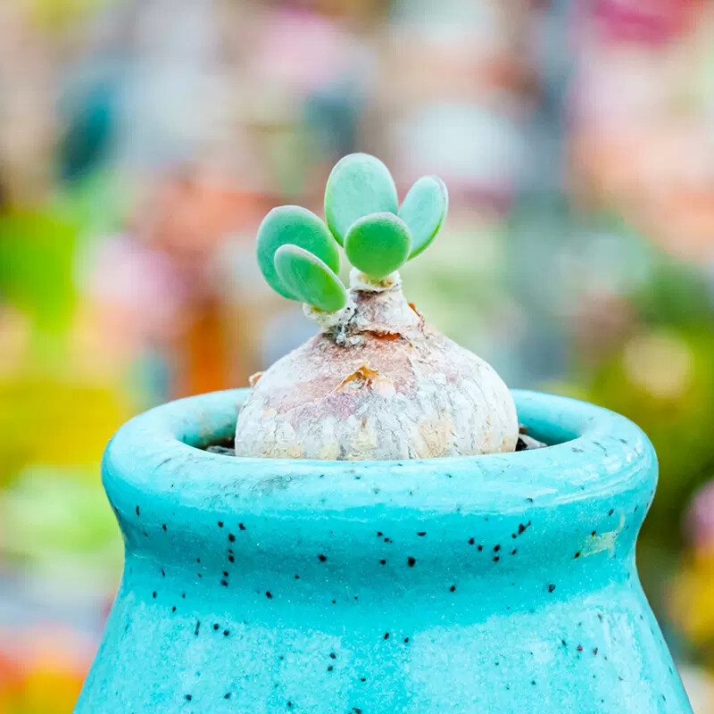 1.5-2CM Othonna intermedia