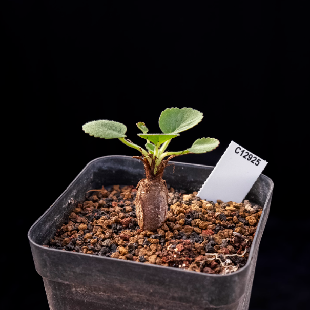 1.5cm Pelargonium grenvilleae