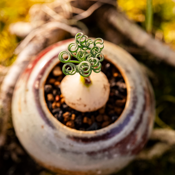 1-1.5cm Gethyllis linearis