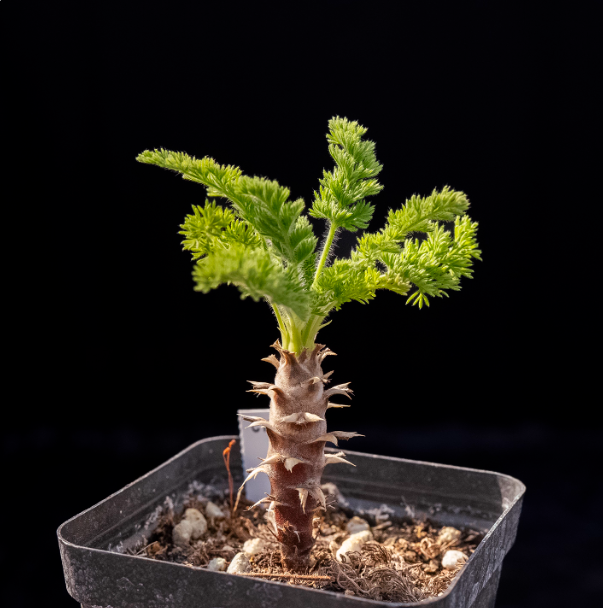 2-2.5cm Pelargonium hirtu