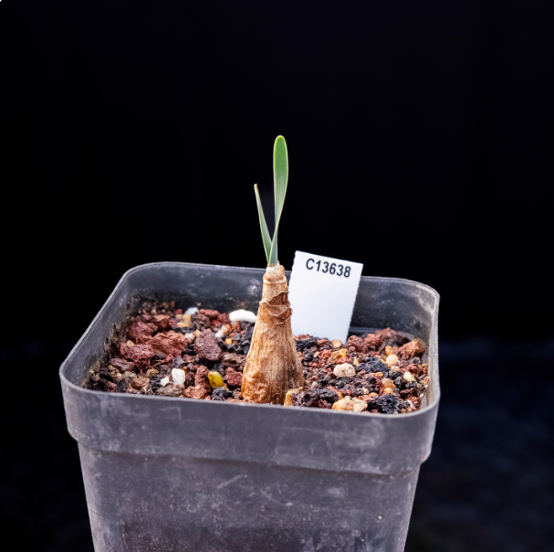 2CM Boophone disticha