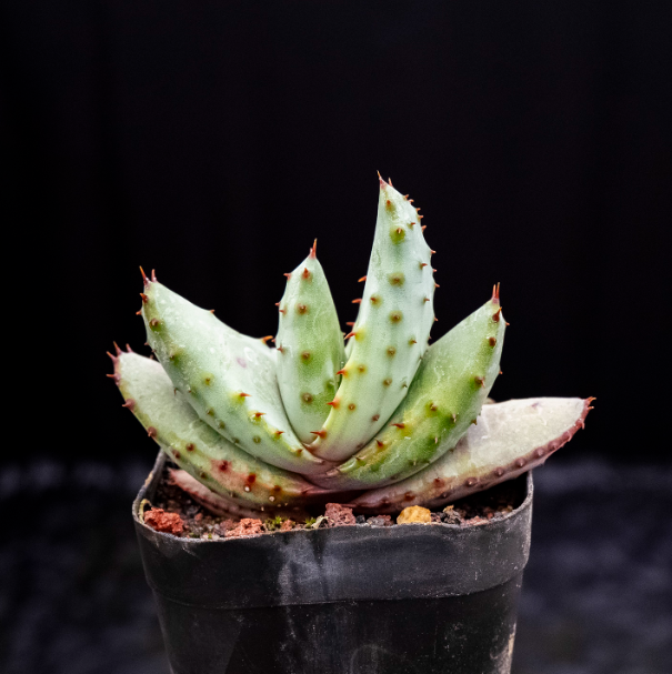 6-7cm  Aloe marlothii subsp. marlothii