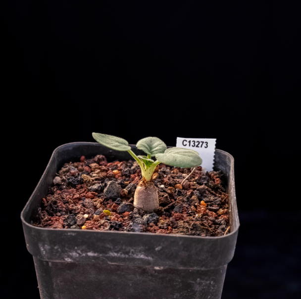 1.5cm Pelargonium grenvilleae