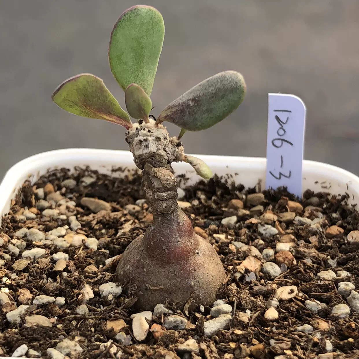 1.5-2CM Othonna intermedia