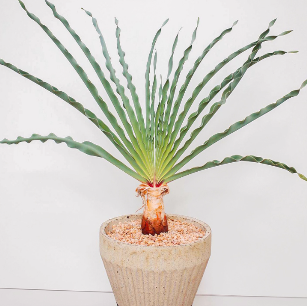 2CM Boophone disticha