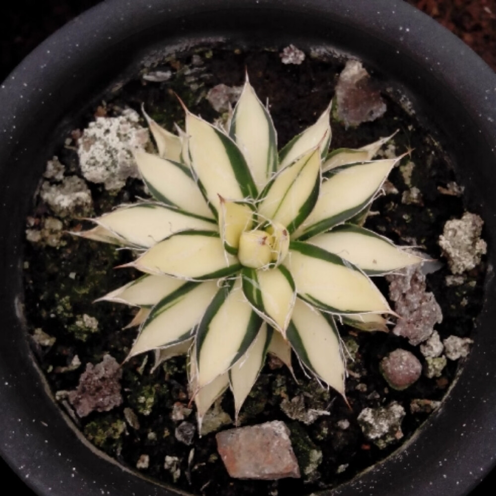 7-8cm Agave Filifera 'Ouhi-Midare-Yuki