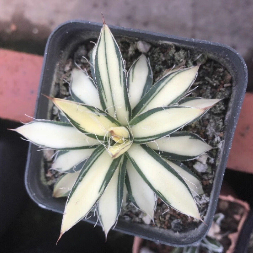 7-8cm Agave Filifera 'Ouhi-Midare-Yuki