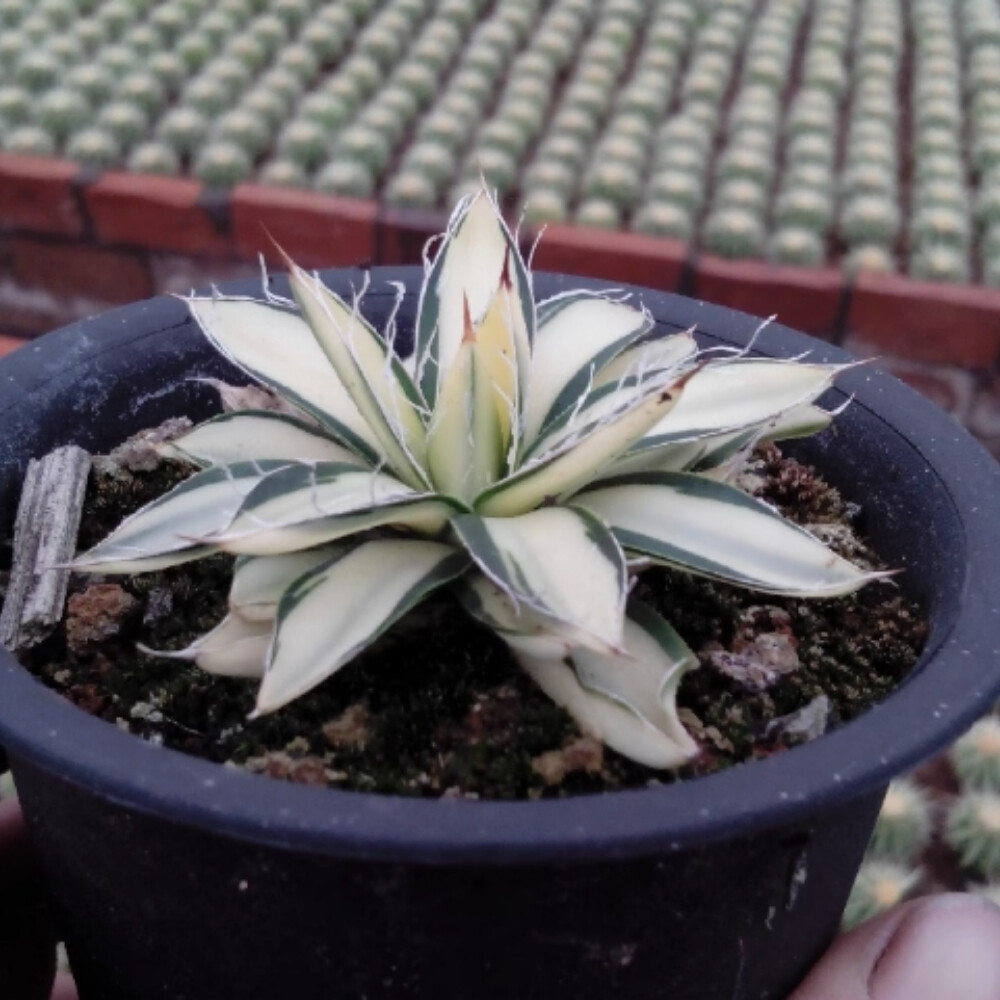 7-8cm Agave Filifera 'Ouhi-Midare-Yuki