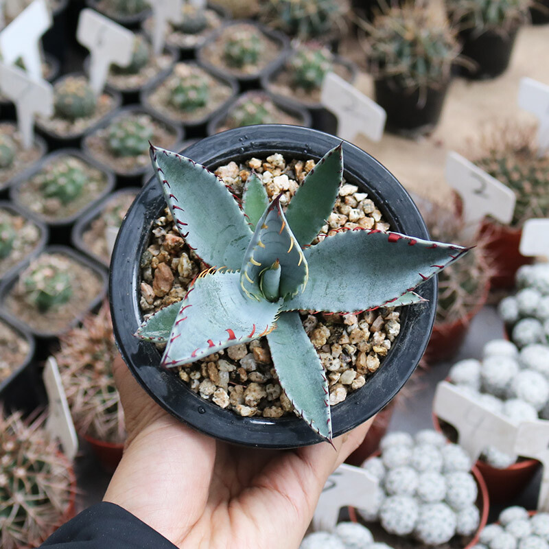 7-8cm Agave sp. Kutsugen-no-Maiougi