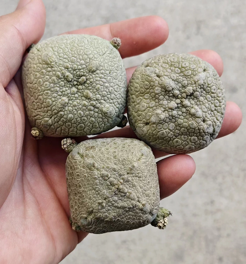 4CM Pseudolithos cubiformis