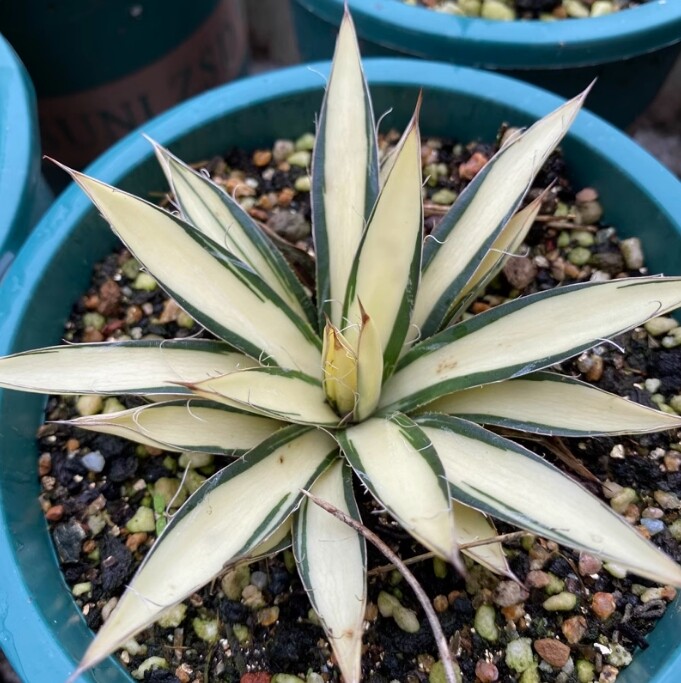 7-8cm Agave Filifera 'Ouhi-Midare-Yuki