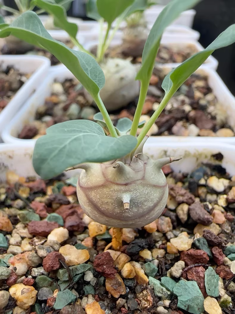 1.3-1.5cm Euphorbia globulicaulis