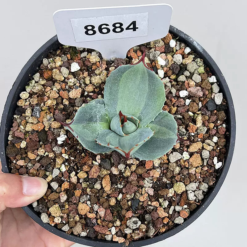 7-8cm Agave Parryi