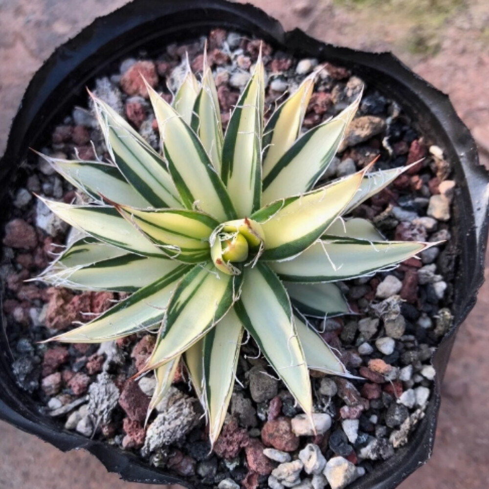 7-8cm Agave Filifera 'Ouhi-Midare-Yuki