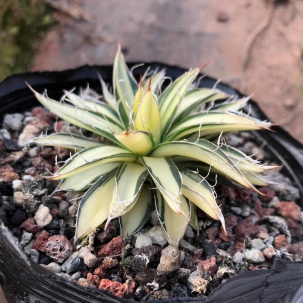 7-8cm Agave Filifera 'Ouhi-Midare-Yuki