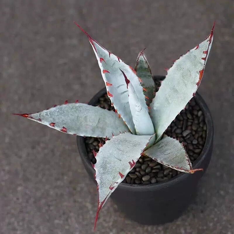 7-8cm Agave sp. Kutsugen-no-Maiougi