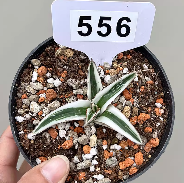 5-7cm Agave Victori