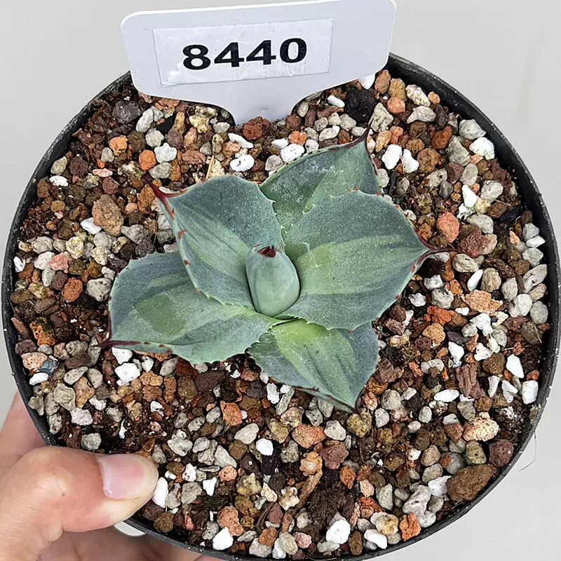 7-8cm Agave Parryi