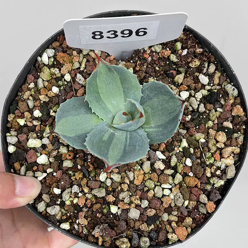 7-8cm Agave Parryi