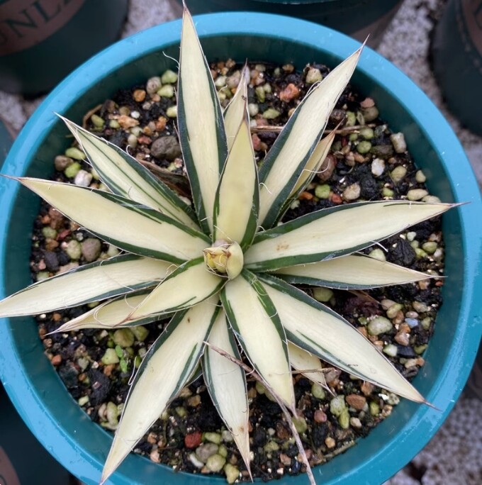 7-8cm Agave Filifera 'Ouhi-Midare-Yuki