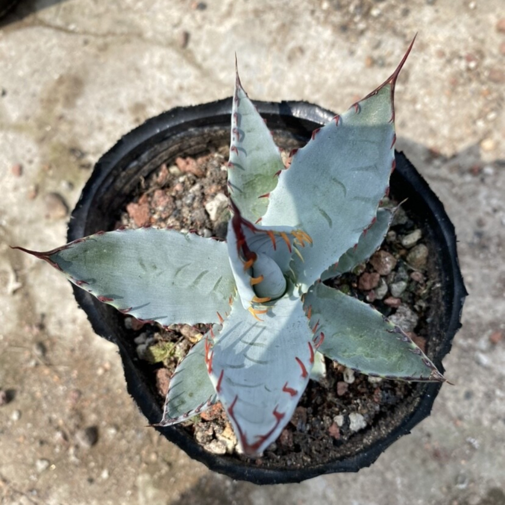 7-8cm Agave sp. Kutsugen-no-Maiougi