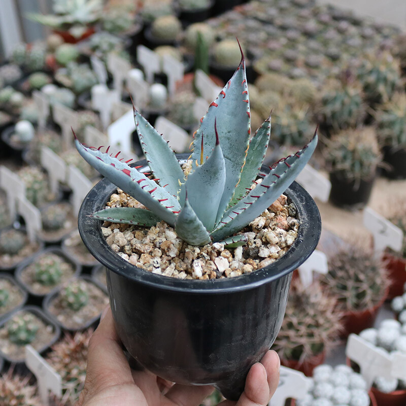 7-8cm Agave sp. Kutsugen-no-Maiougi