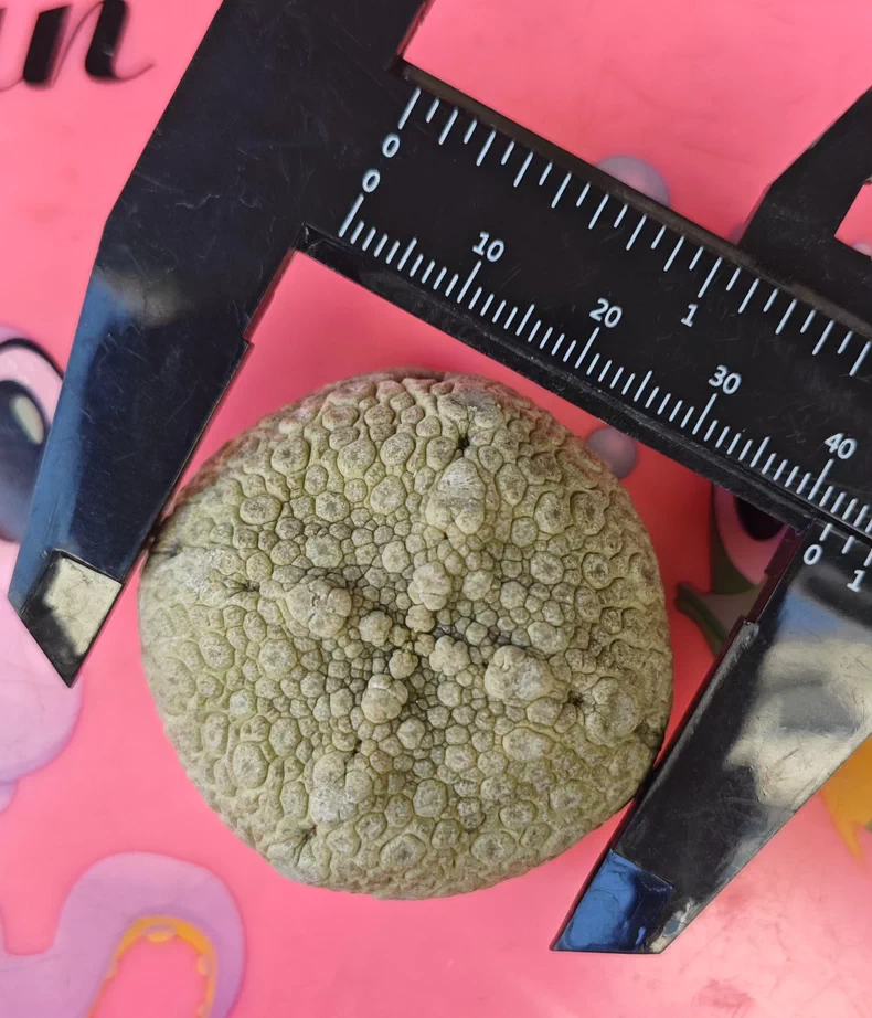 4CM Pseudolithos cubiformis