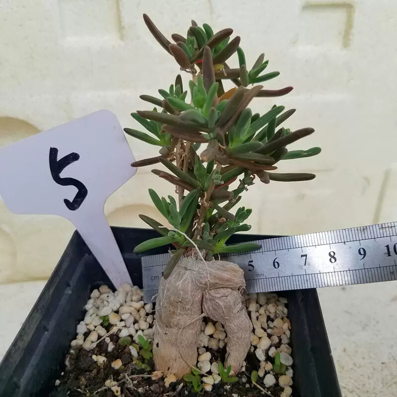 7cm Delosperma Bosseranum Marais