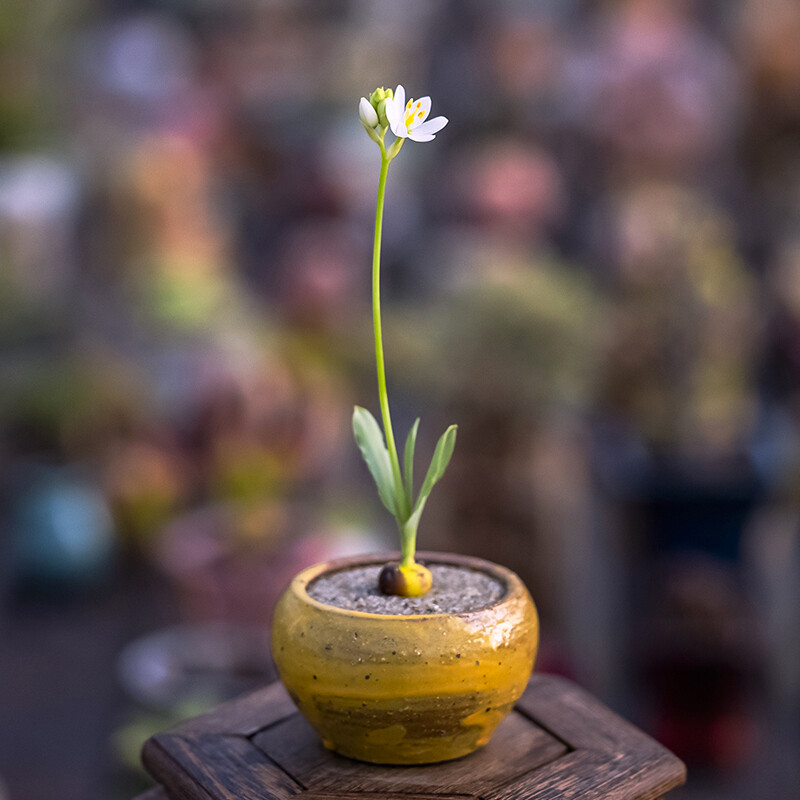1cm Ornithogalum pruinosum