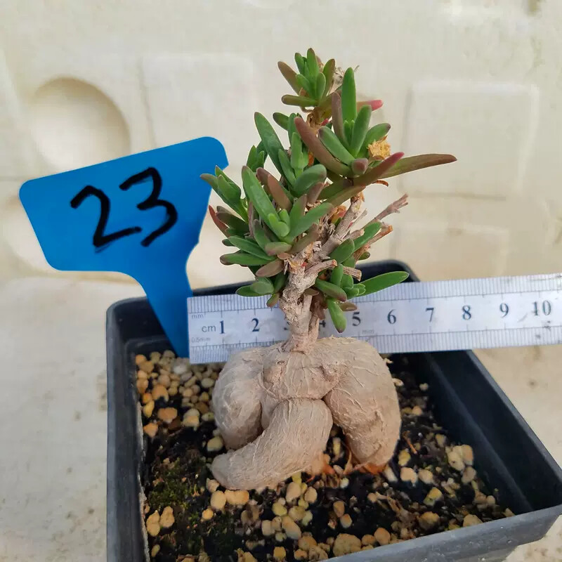 7cm Delosperma Bosseranum Marais