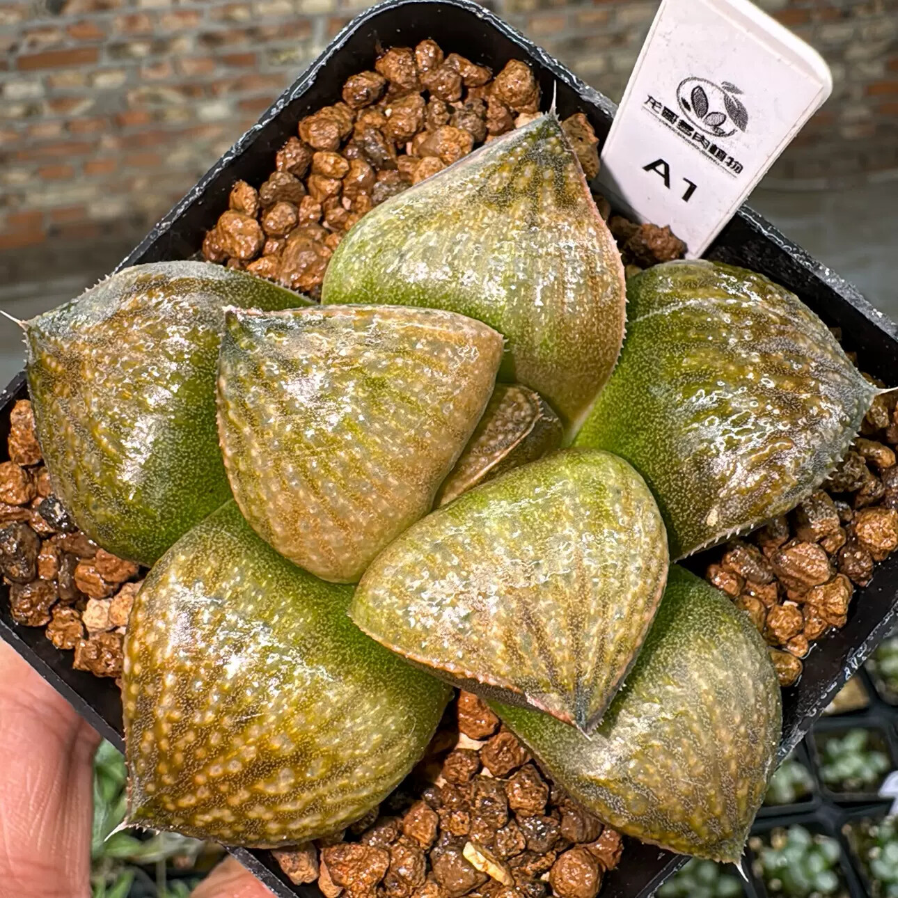 7cm Haworthia Magnifica Var. Splendens