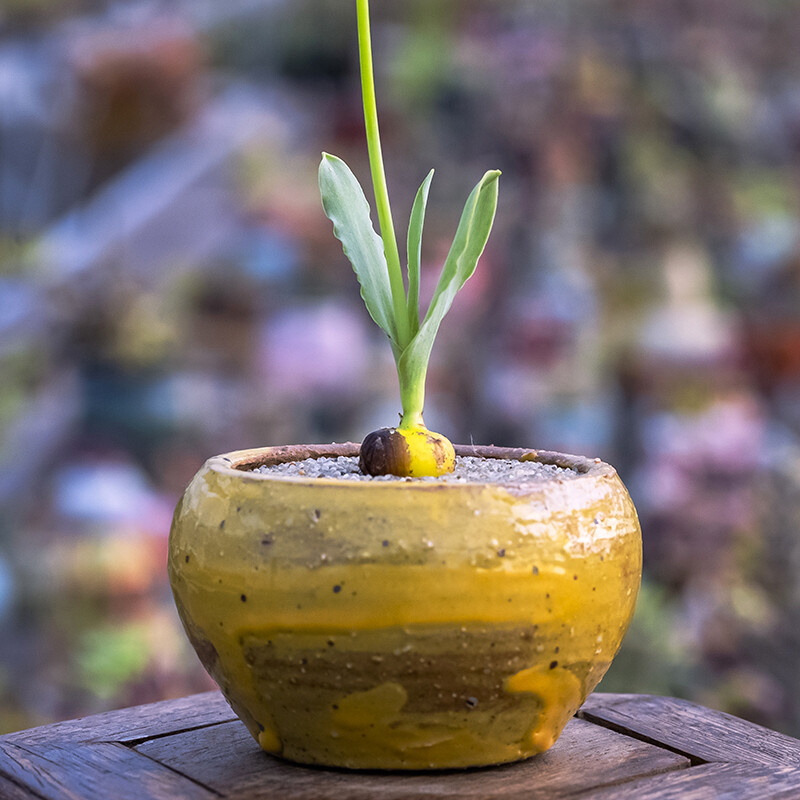 1cm Ornithogalum pruinosum