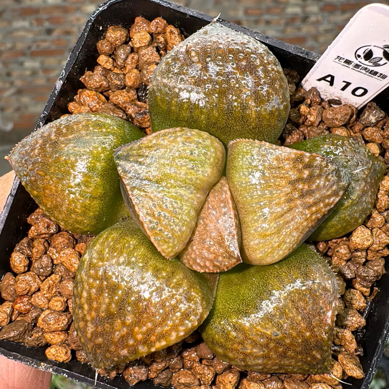 7cm Haworthia Magnifica Var. Splendens