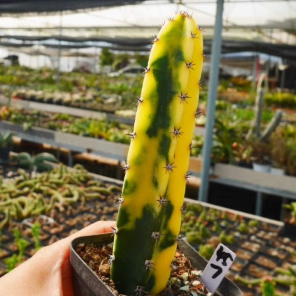 8-10cm Harrisia Jusberti Variegated