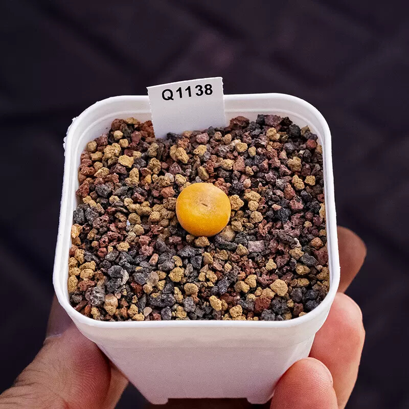 1cm Conophytum Concavum