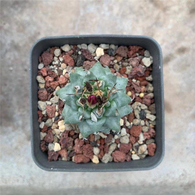 3-3.5cm Turbinicarpus Alonsoi