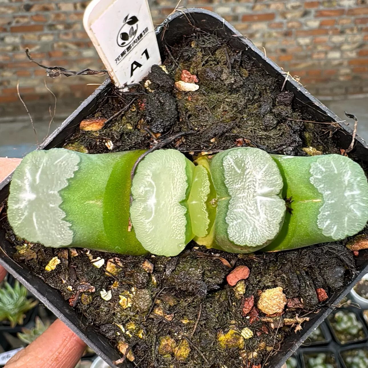 5-6cm Haworthia Truncata Schönland 'Hakua'