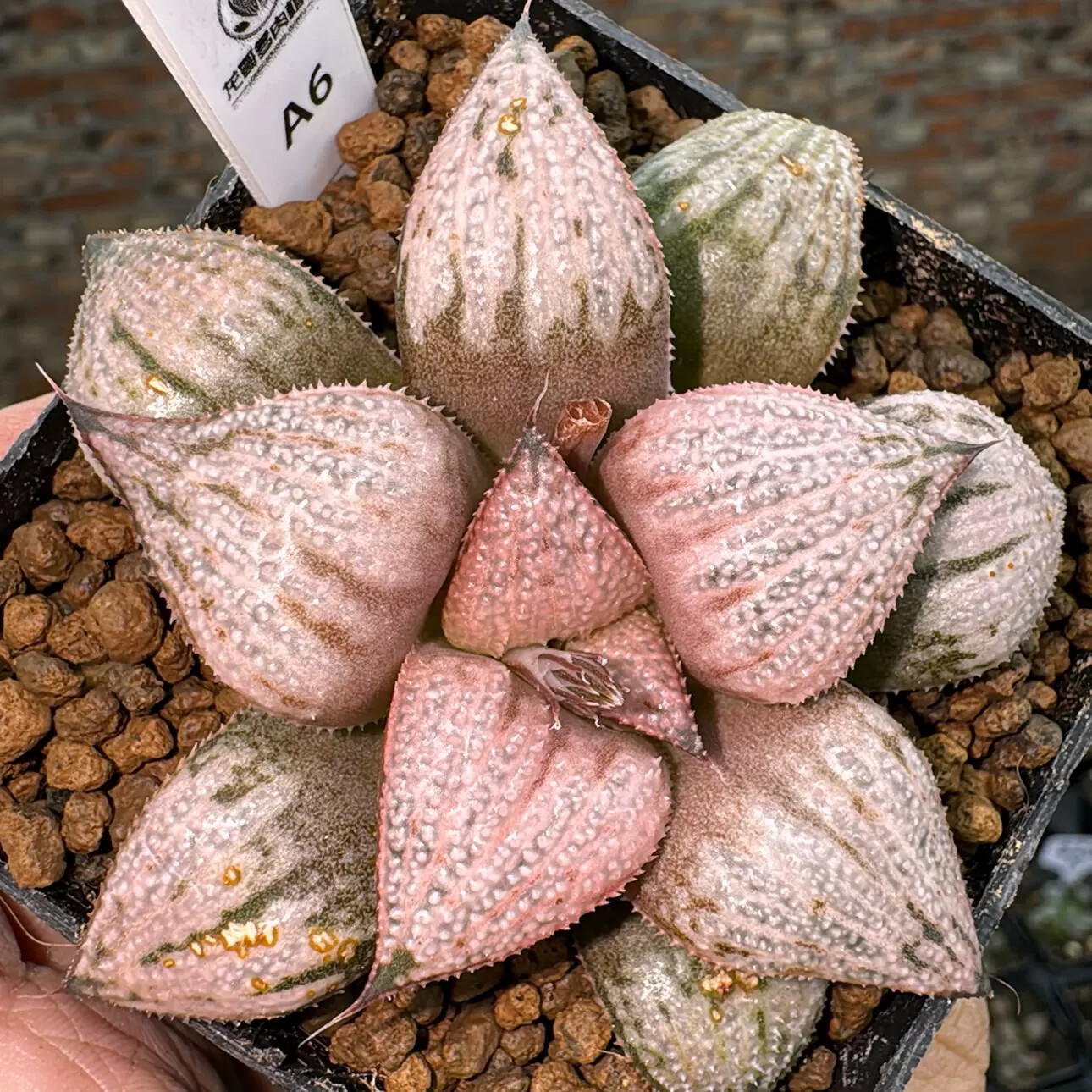 6-7cm Haworthia Magnifica Var.Splendens Princess