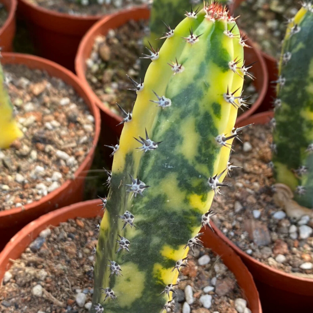 8-10cm Harrisia Jusberti Variegated