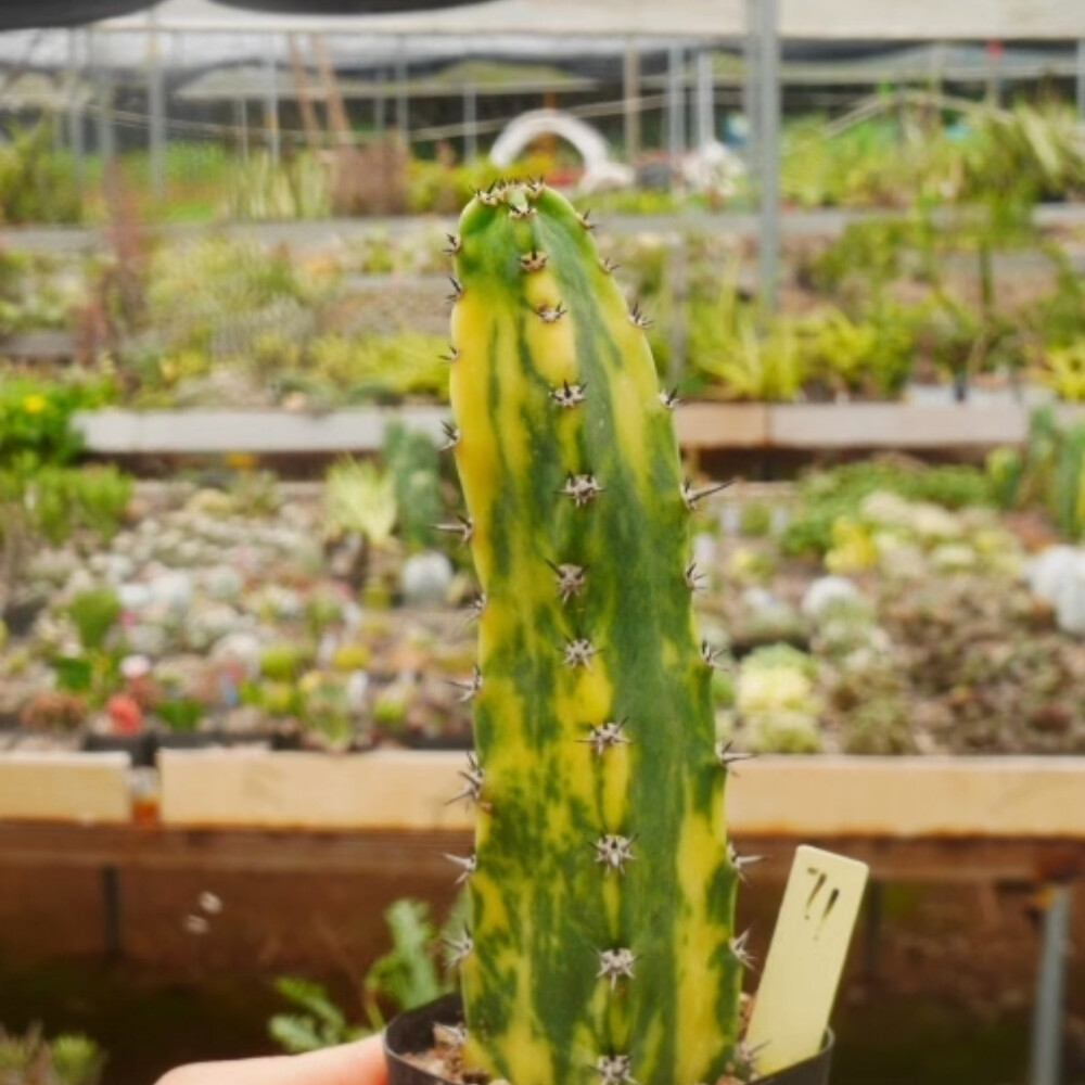 8-10cm Harrisia Jusberti Variegated