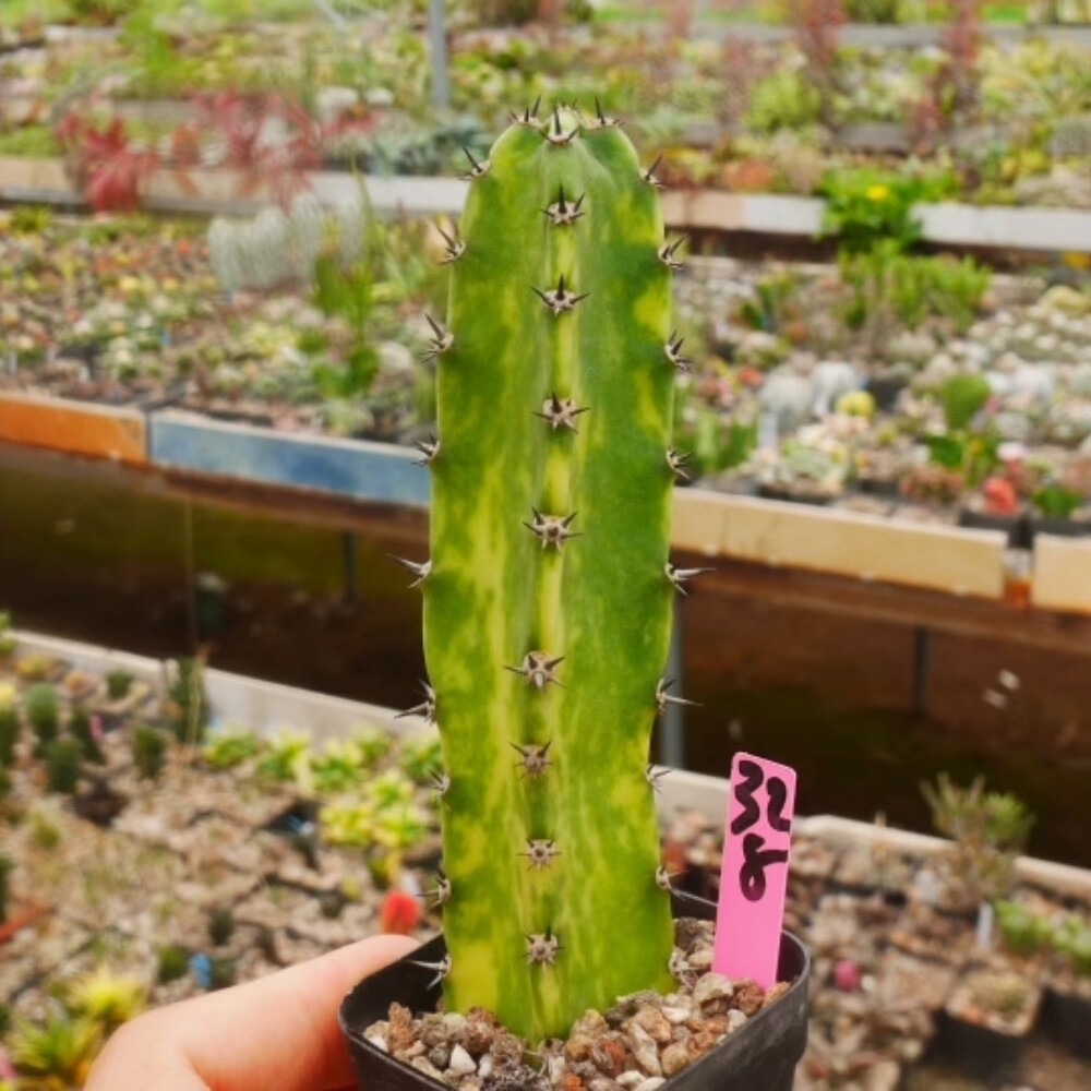 8-10cm Harrisia Jusberti Variegated