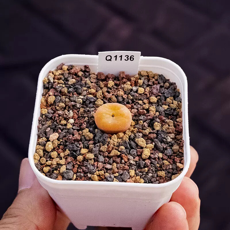 1cm Conophytum Concavum