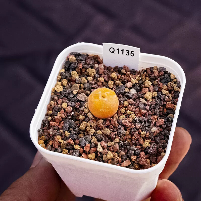 1cm Conophytum Concavum