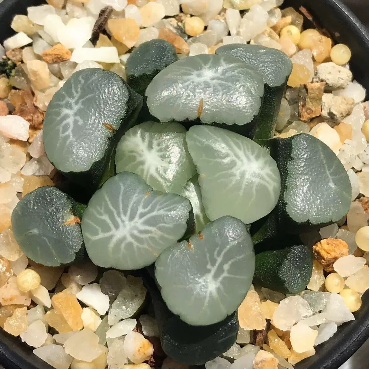 5-7cm Haworthia Maughanii Aurora