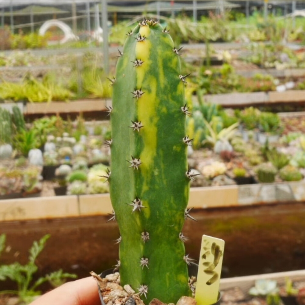 8-10cm Harrisia Jusberti Variegated