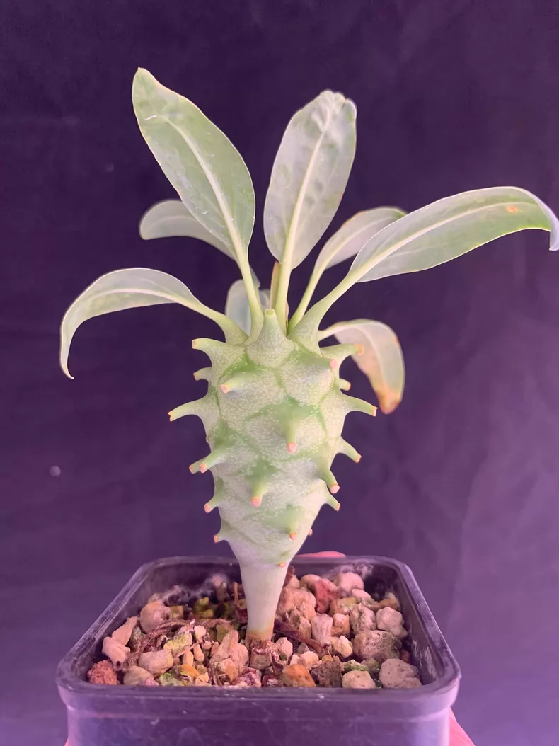 1.5-2cm Euphorbia longetuberculose