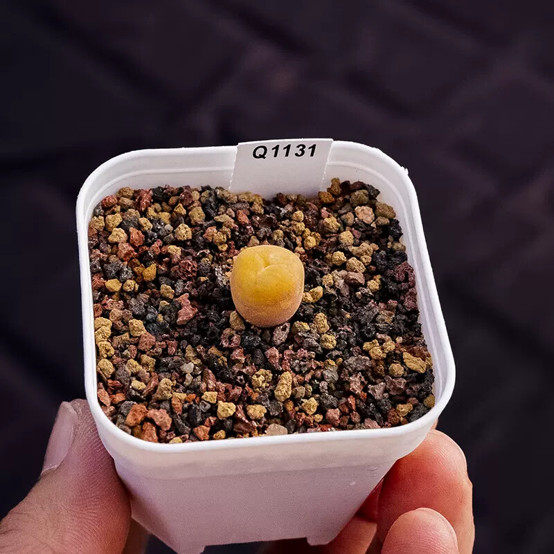 1cm Conophytum Concavum