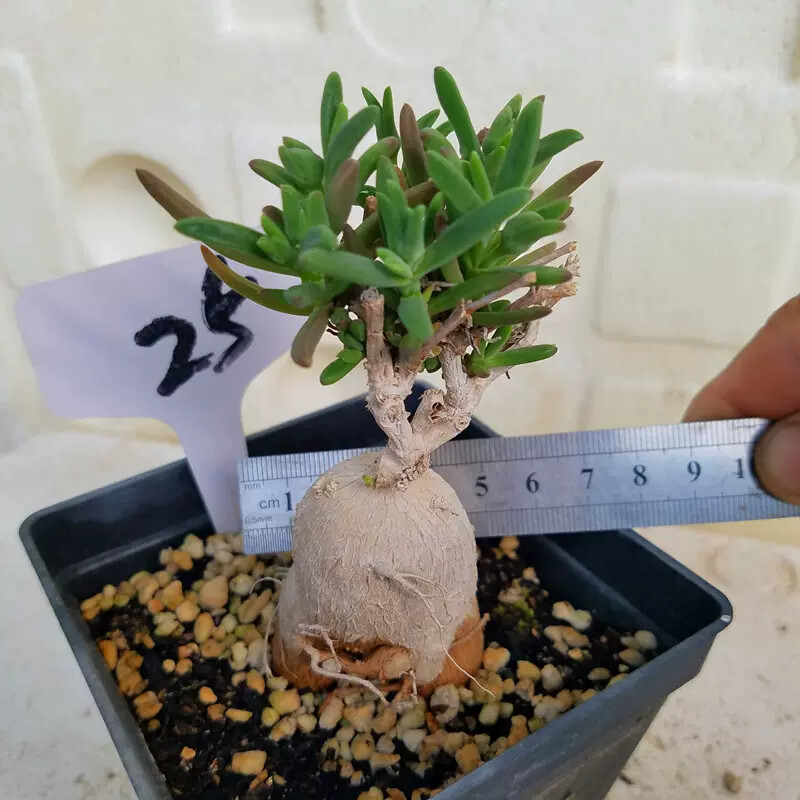 7cm Delosperma Bosseranum Marais